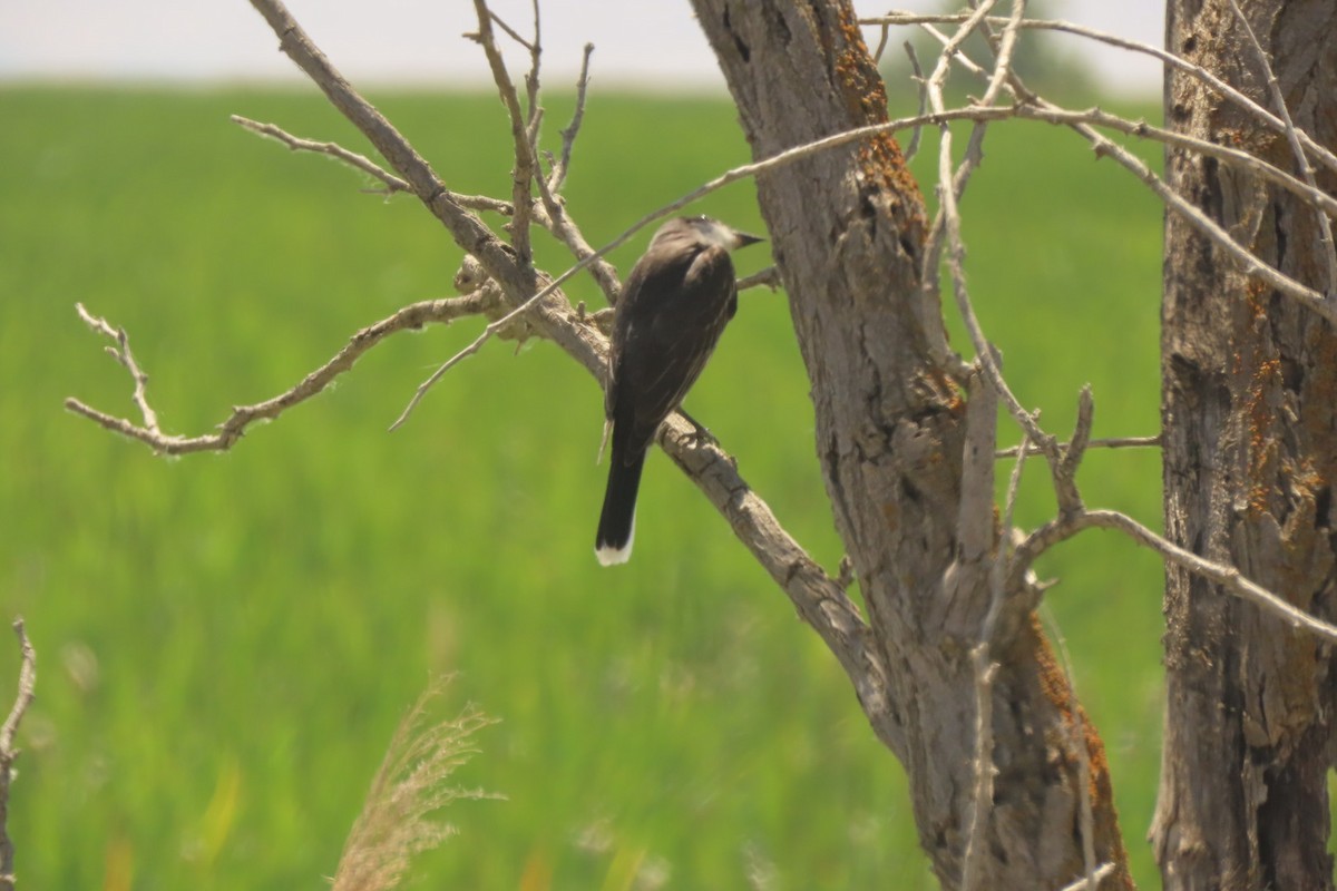 Eastern Kingbird - ML620879963