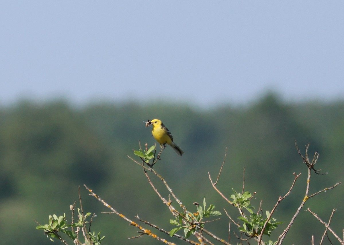 Citrine Wagtail - Murray DELAHOY