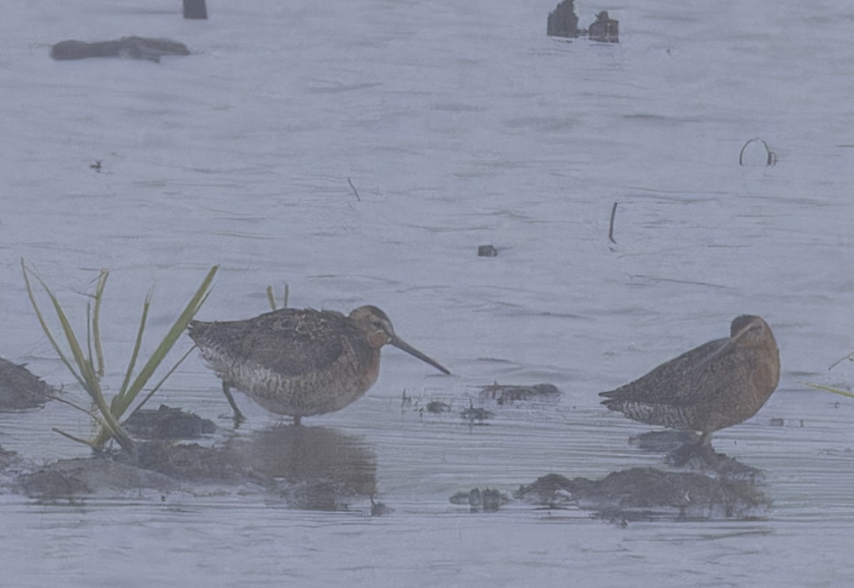 Short-billed Dowitcher - ML620879967