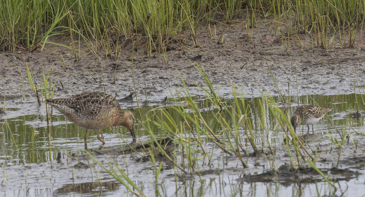 kortnebbekkasinsnipe - ML620879971