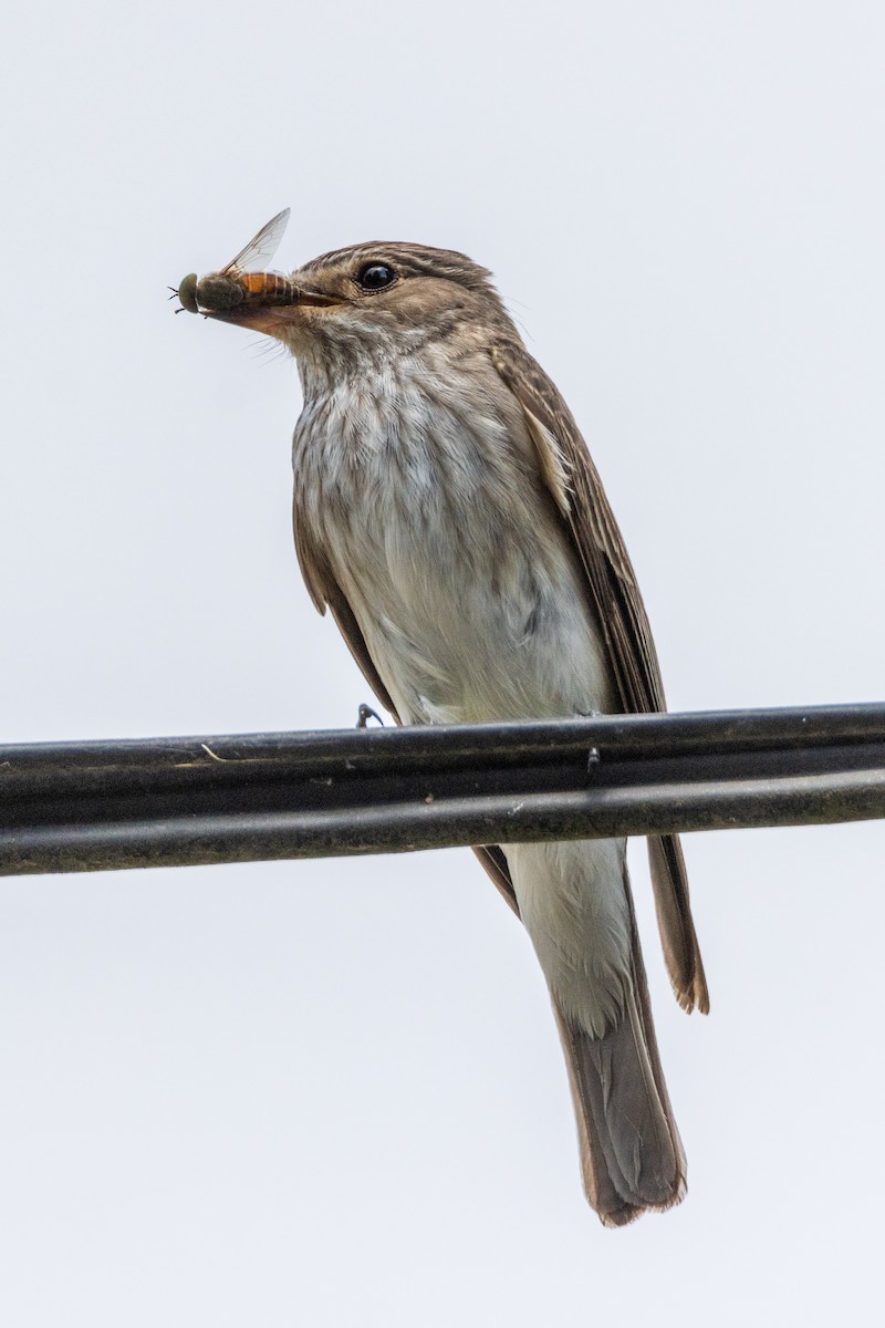 Spotted Flycatcher - ML620879972