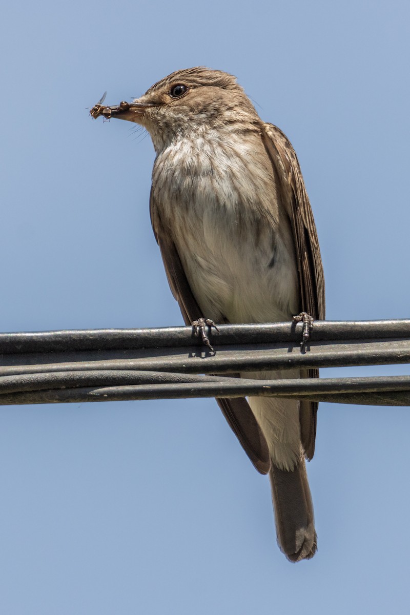 Spotted Flycatcher - ML620879973