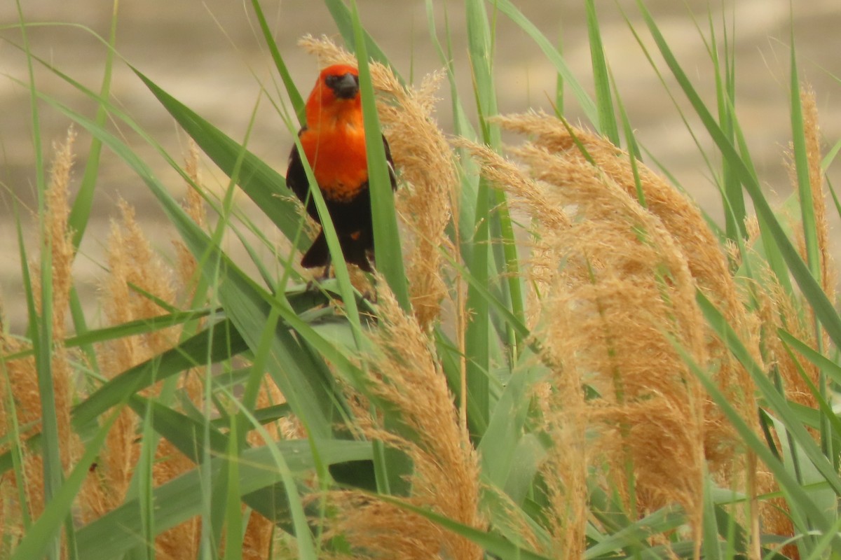 Yellow-headed Blackbird - ML620879975