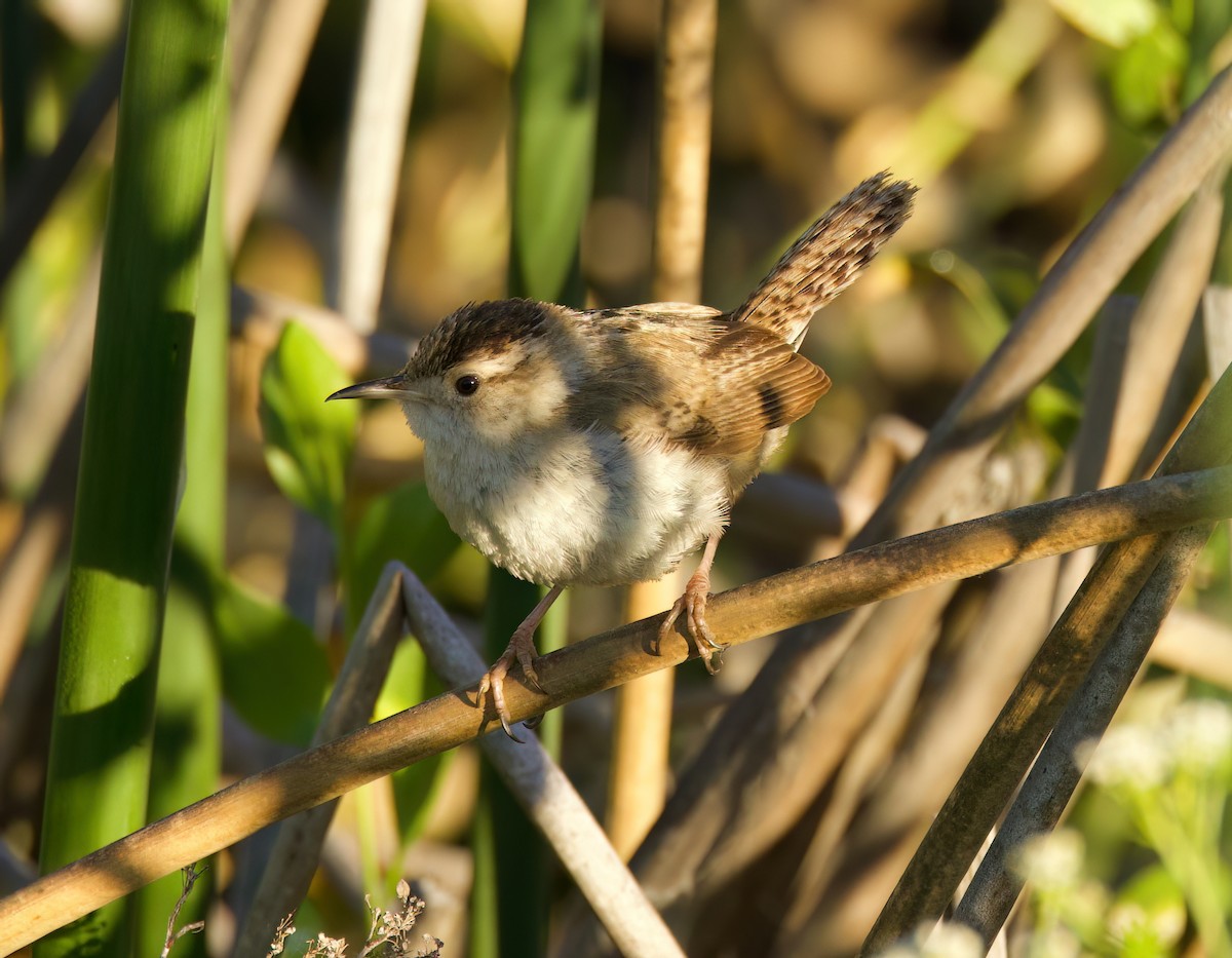 Marsh Wren - ML620879978