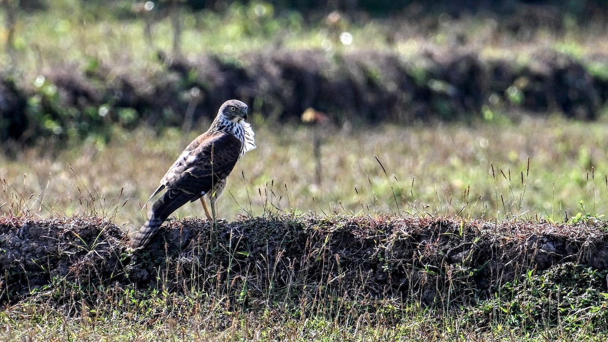 Brown Goshawk - ML620879982