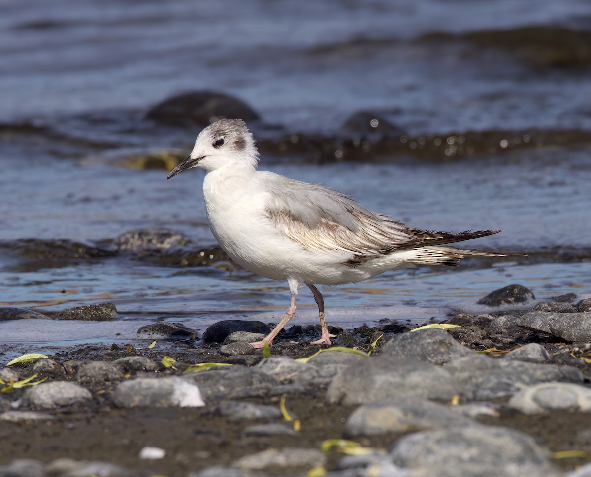 Mouette de Bonaparte - ML620879983