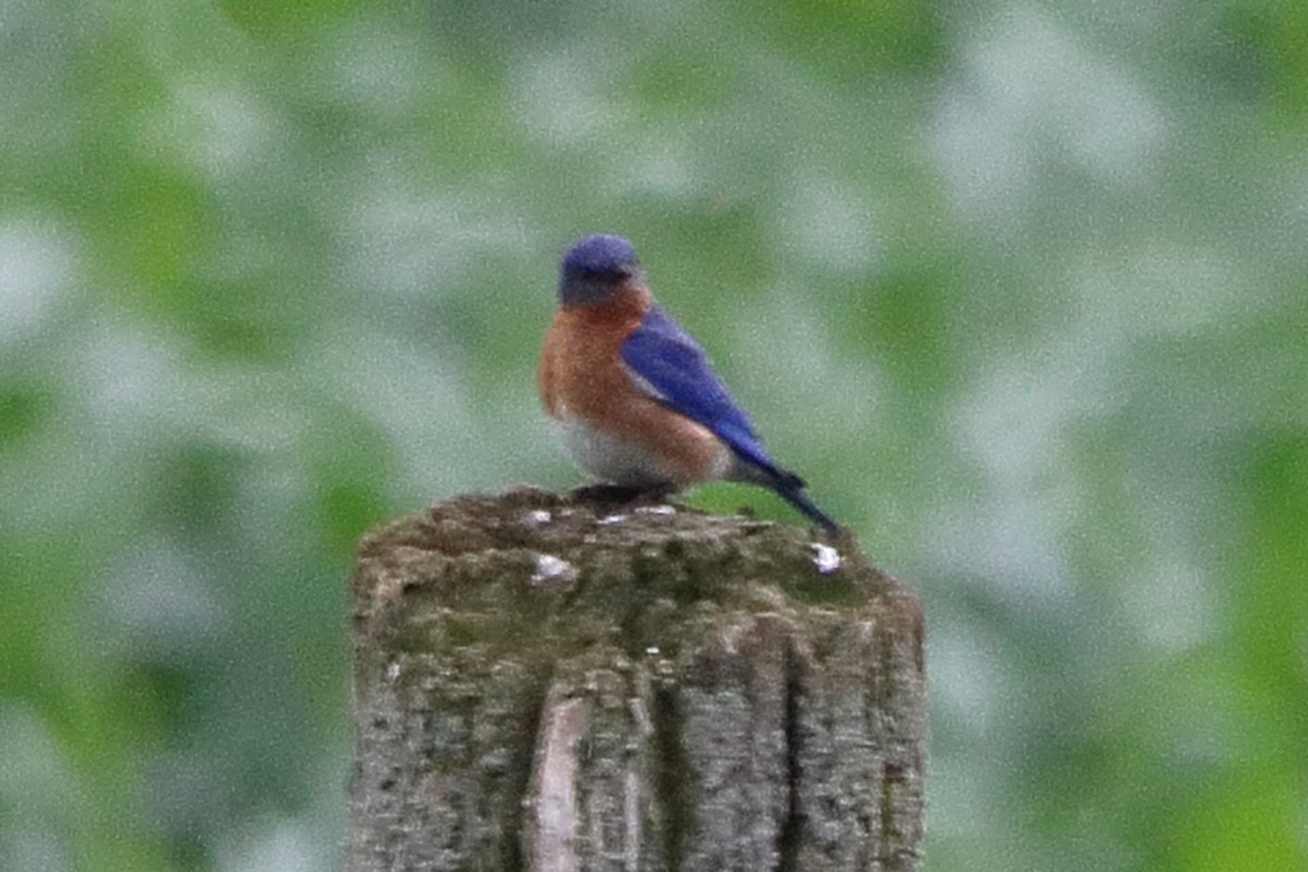 Eastern Bluebird - ML620879984