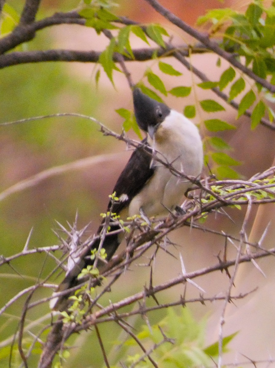 Pied Cuckoo - ML620879985