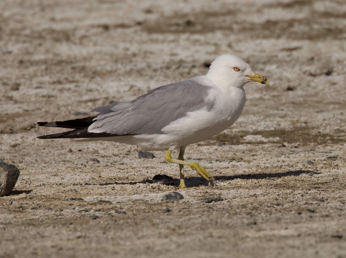 Ring-billed Gull - ML620879989