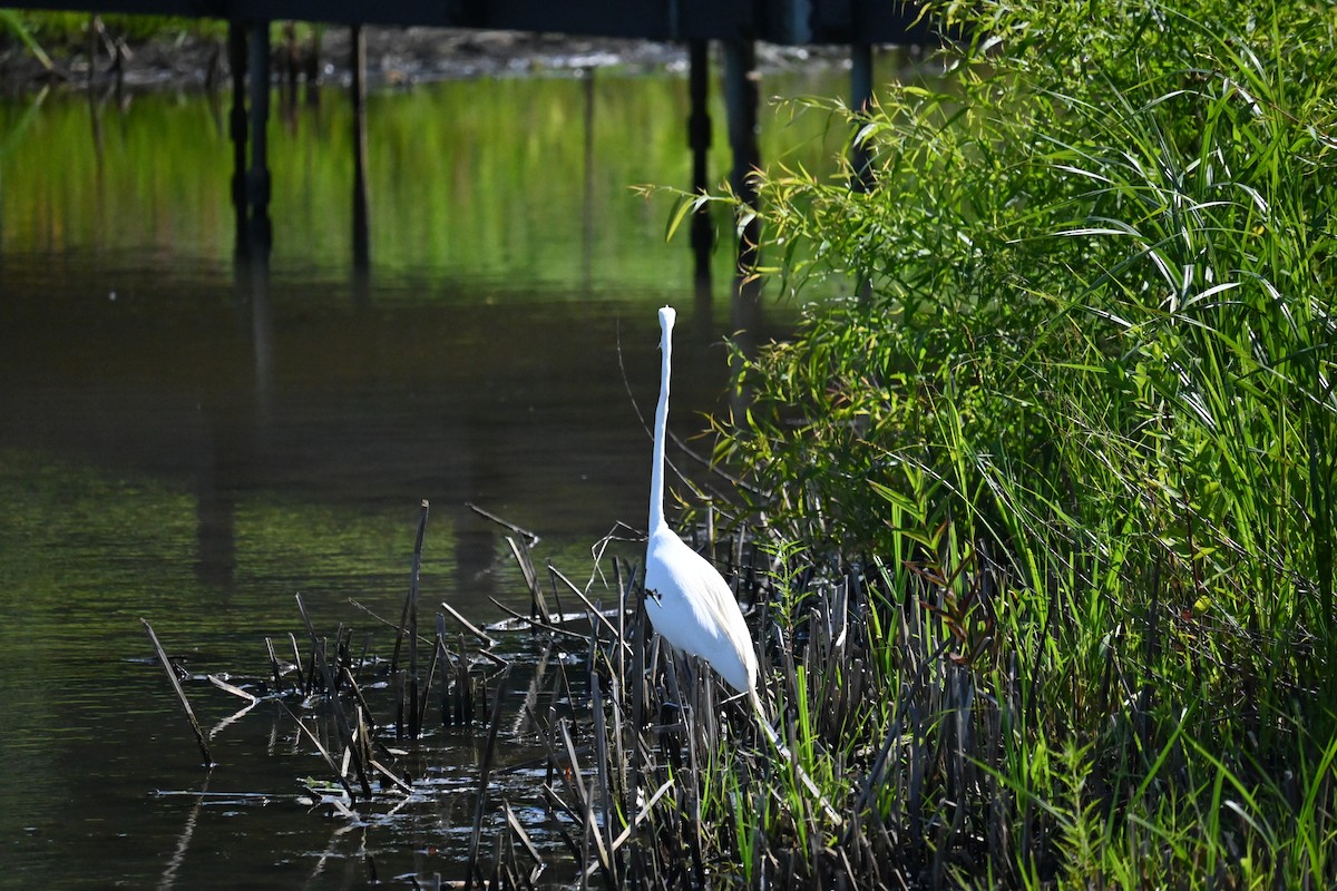 Great Egret - ML620879992