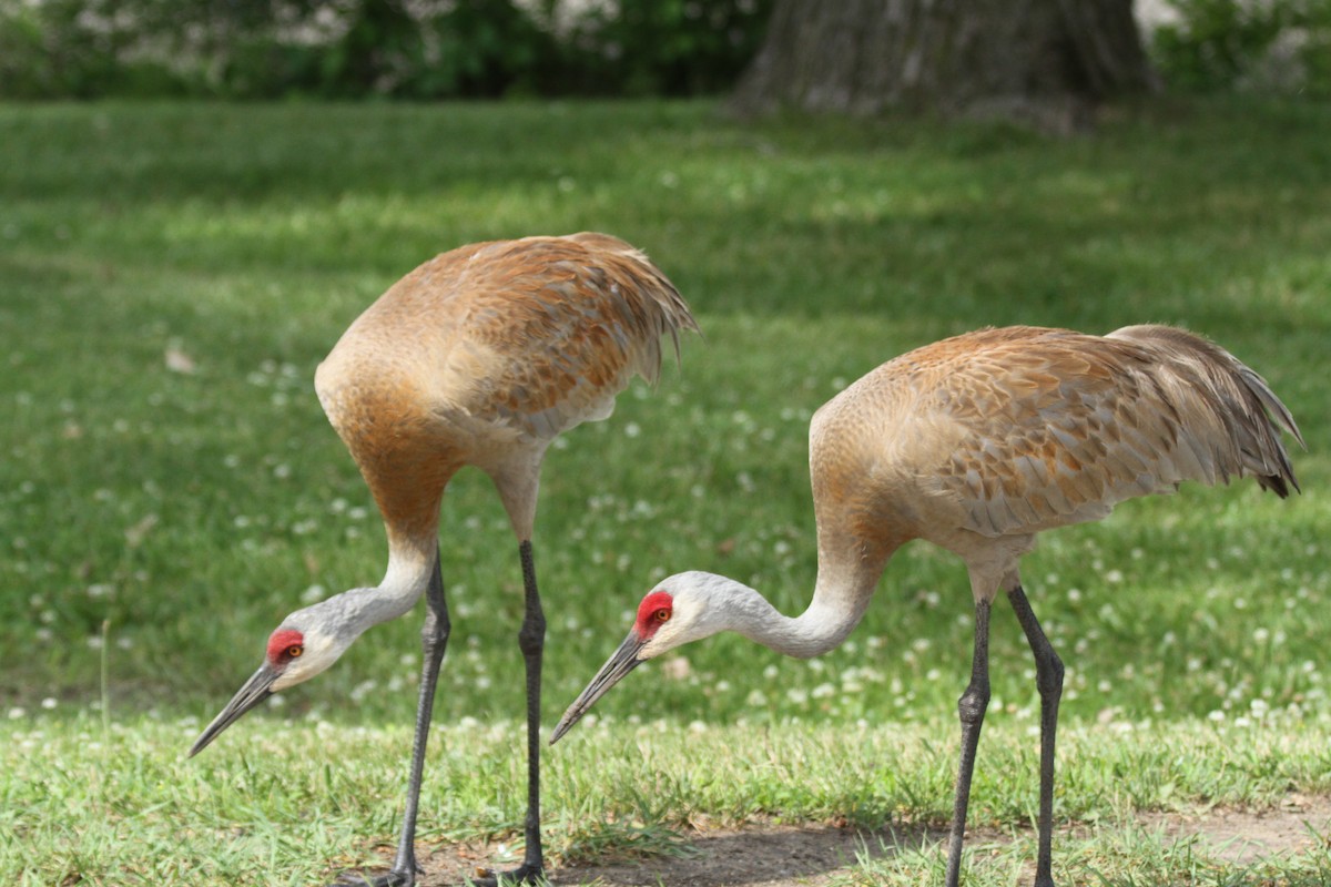 Sandhill Crane - ML620879994