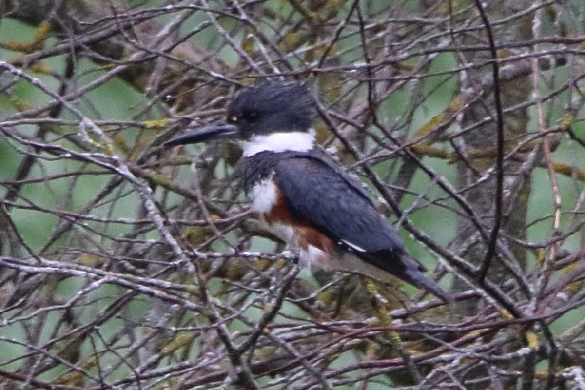Belted Kingfisher - ML620879996