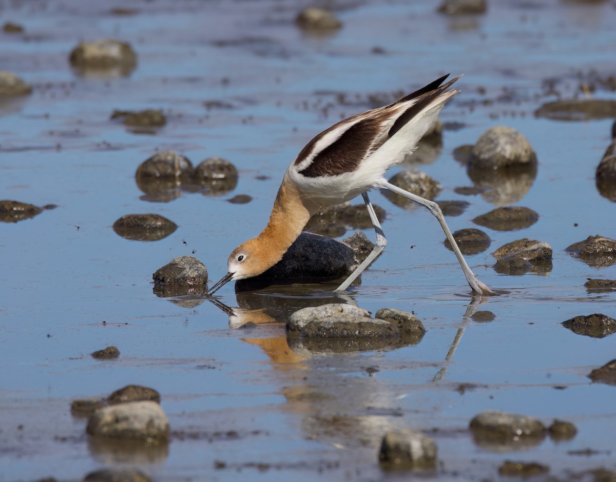 Avocette d'Amérique - ML620879997