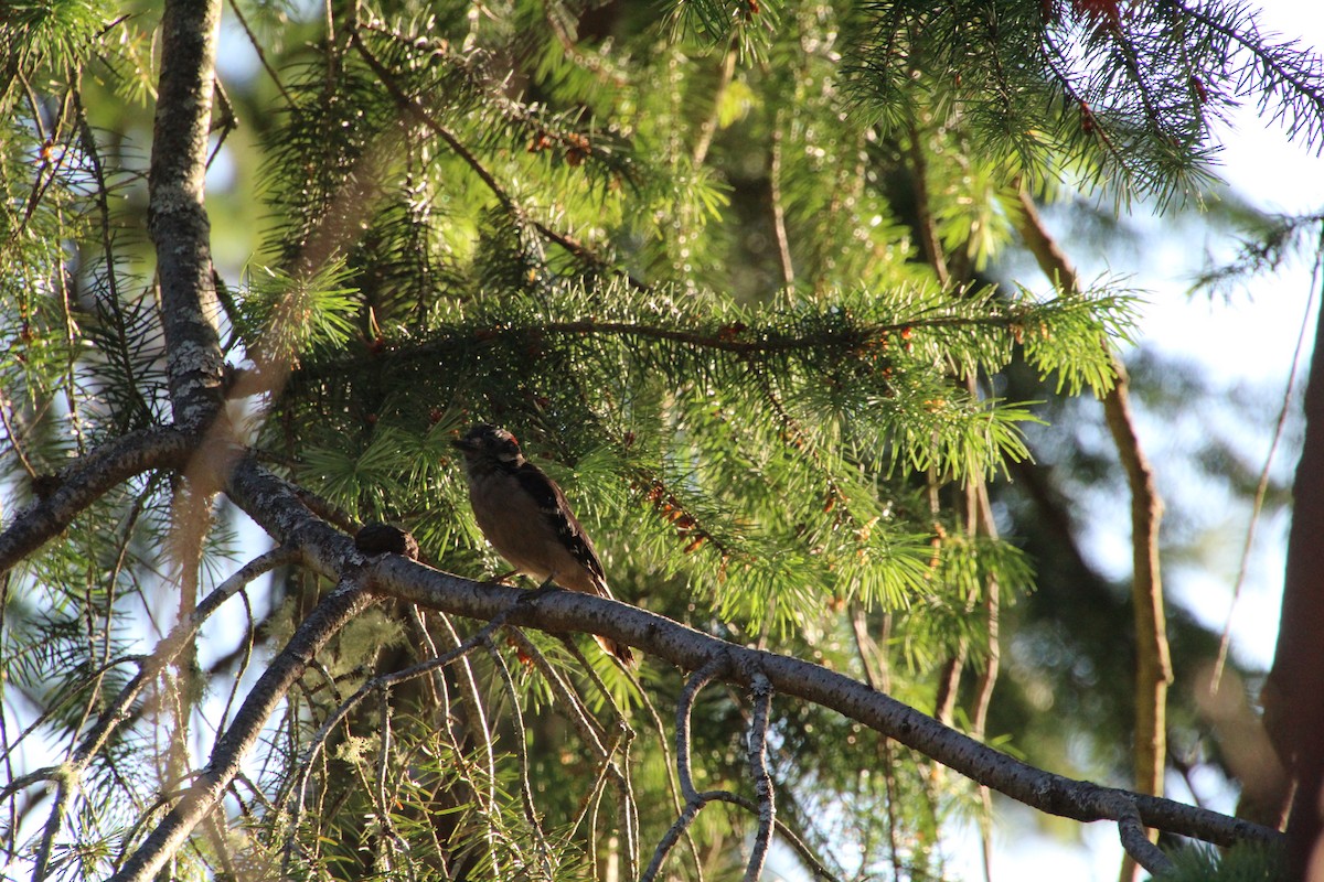 Downy Woodpecker - ML620879998