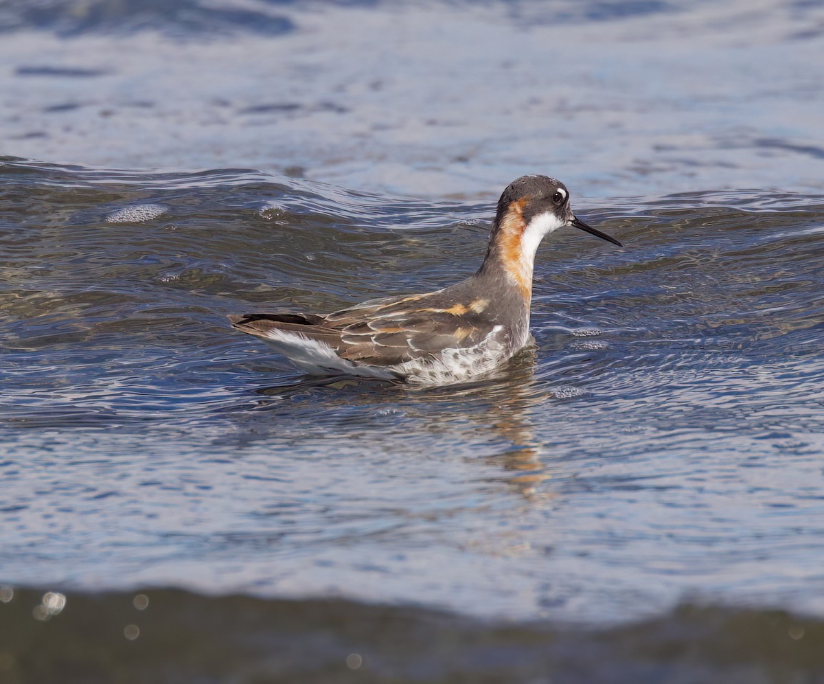 Phalarope à bec étroit - ML620880008