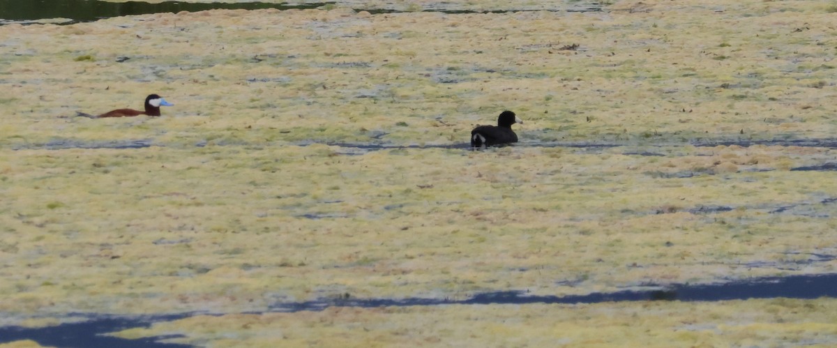 Ruddy Duck - ML620880009