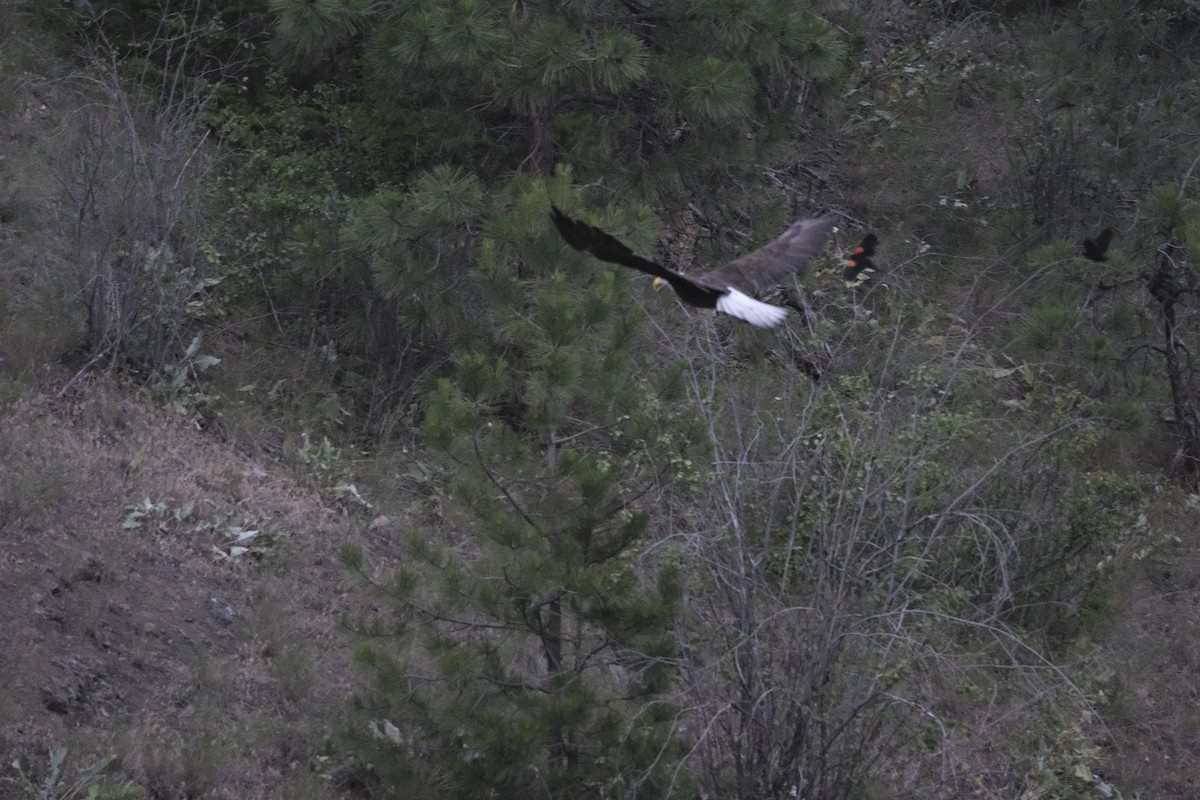 Weißkopf-Seeadler - ML620880011