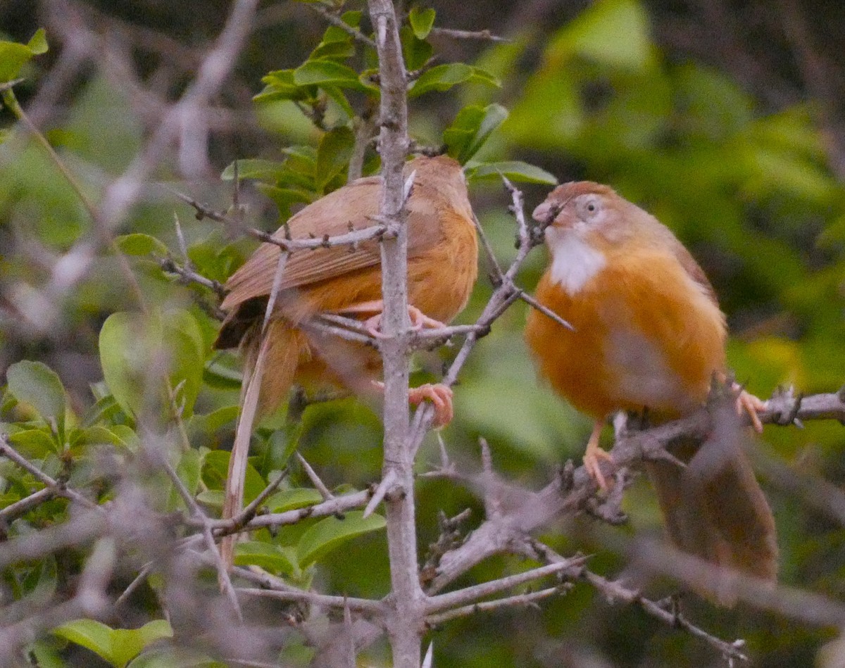 Tawny-bellied Babbler - ML620880013