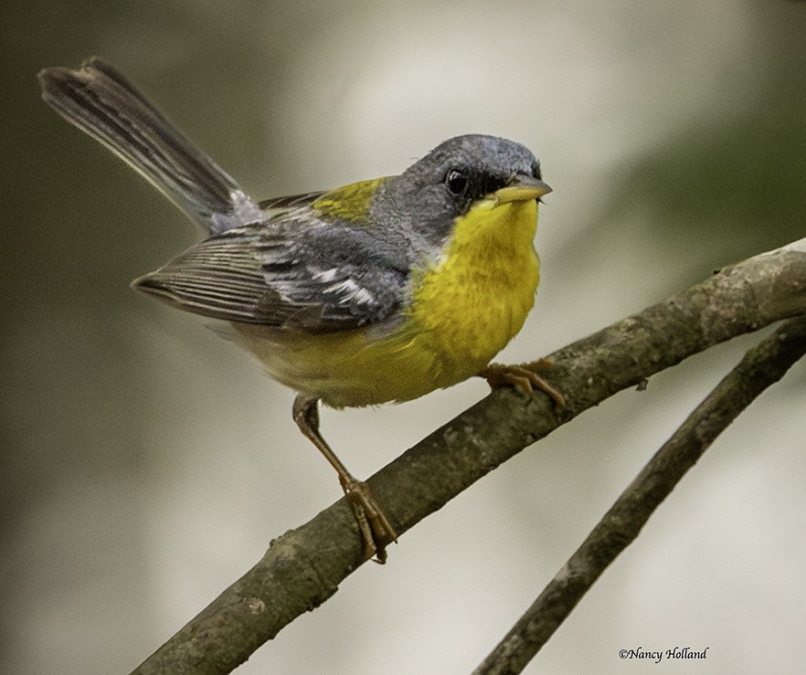 Tropical Parula (West Mexico) - ML620880015