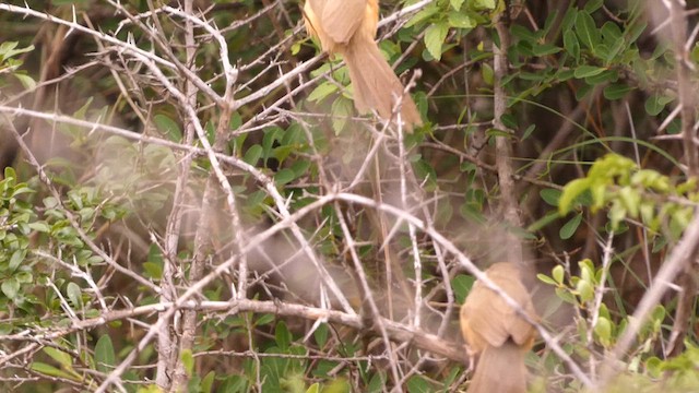 Tawny-bellied Babbler - ML620880016