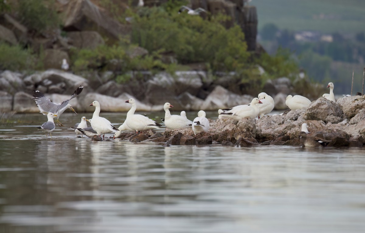 Snow Goose - ML620880018