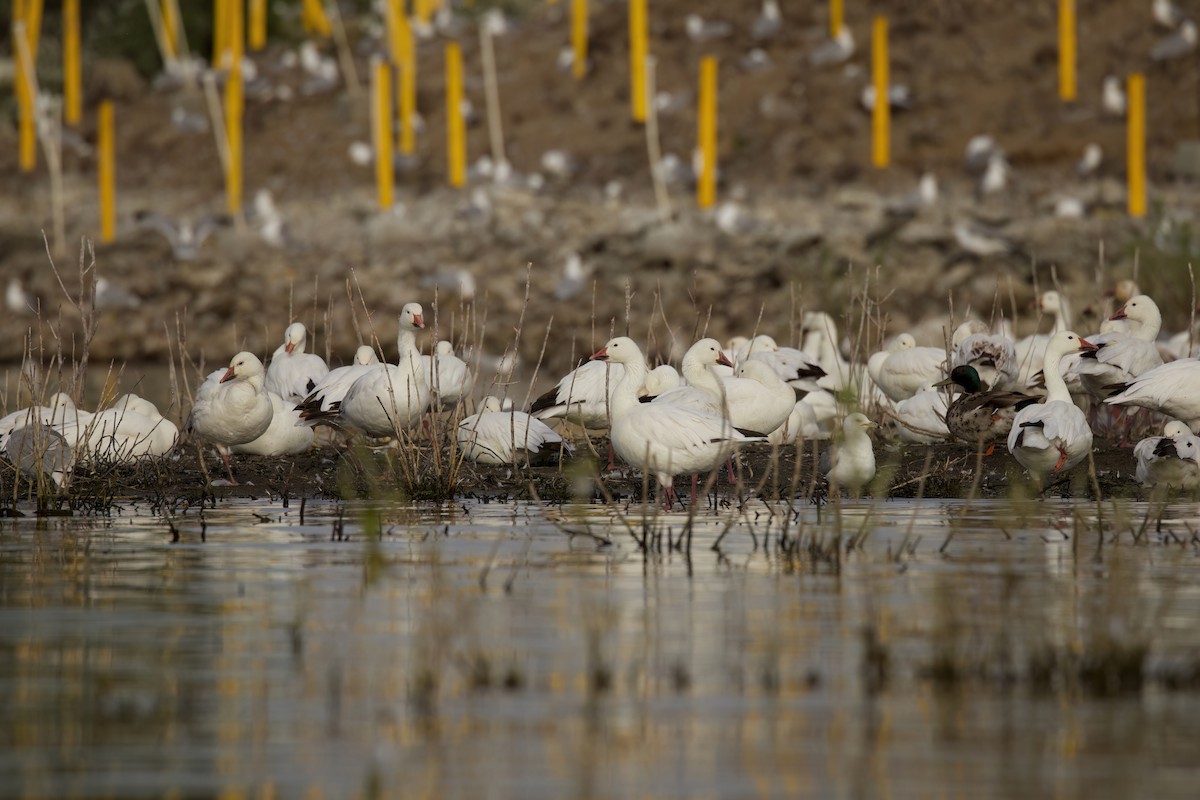 Snow Goose - ML620880019