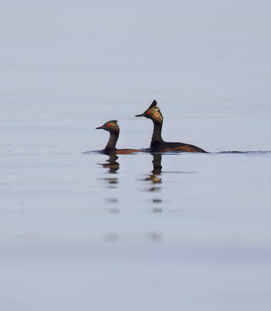 Eared Grebe - ML620880026