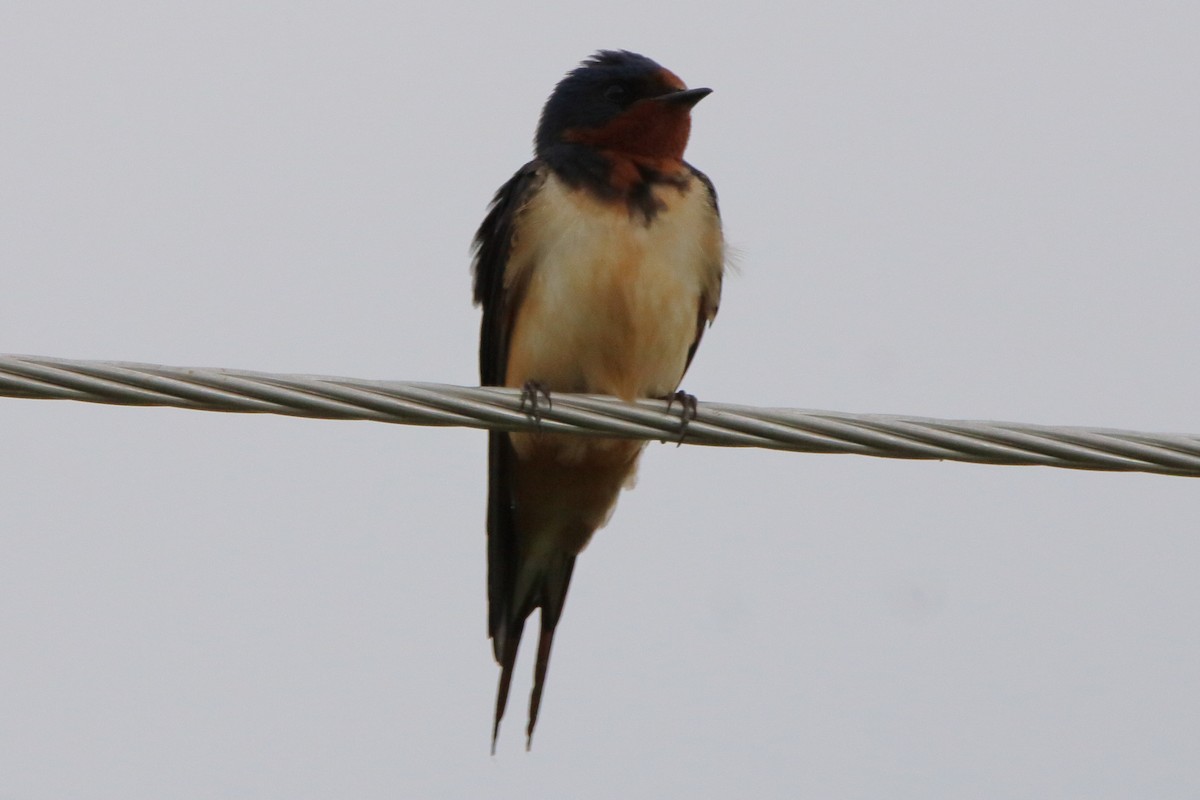 Golondrina Común - ML620880029