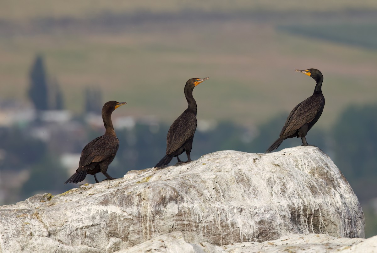 Cormorán Orejudo - ML620880031