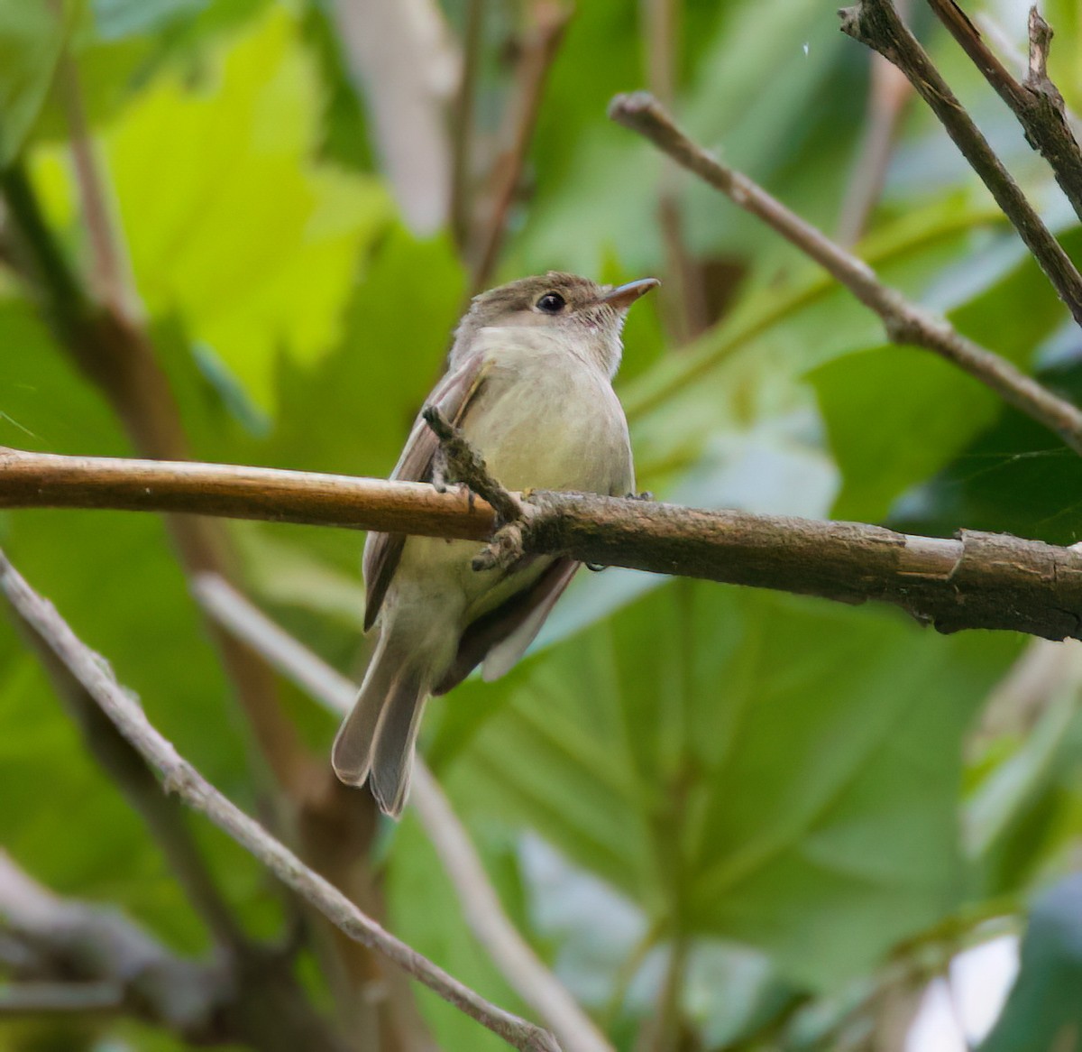 Least Flycatcher - ML620880033