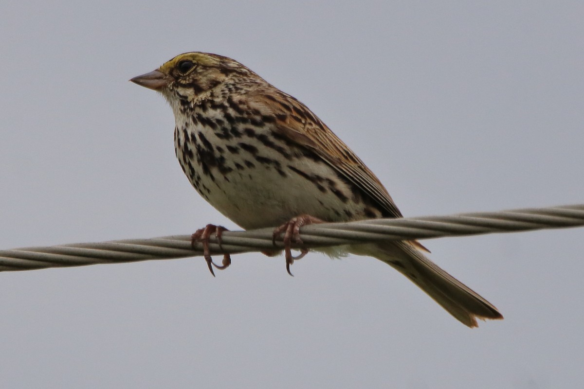 Savannah Sparrow - ML620880034