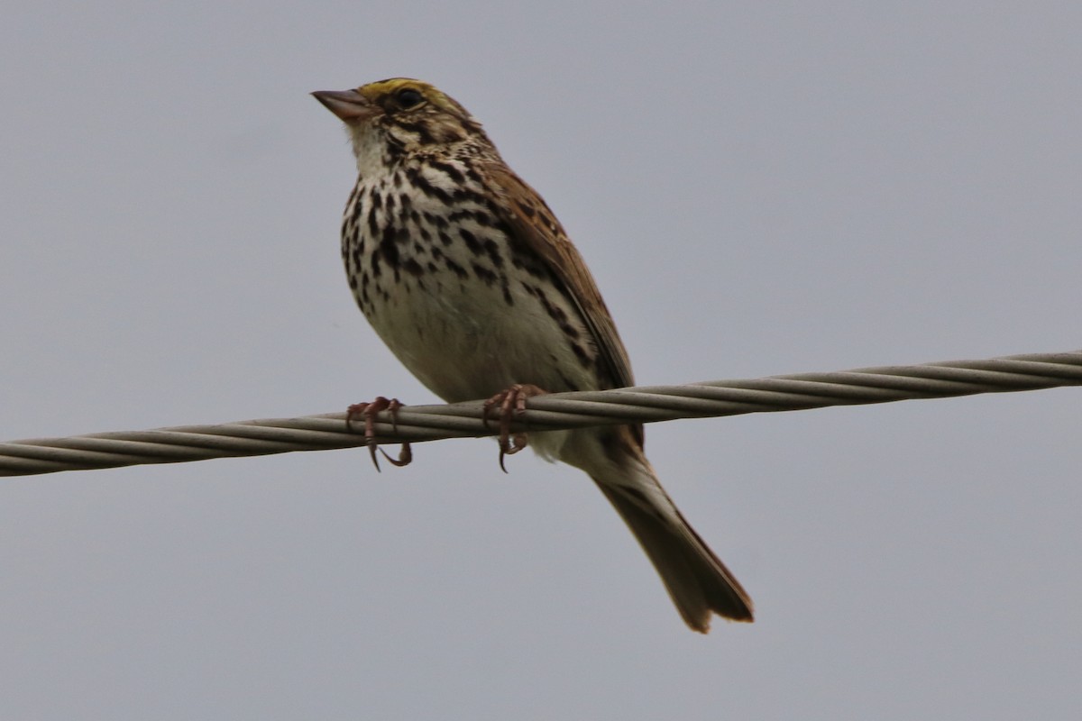 Savannah Sparrow - ML620880035