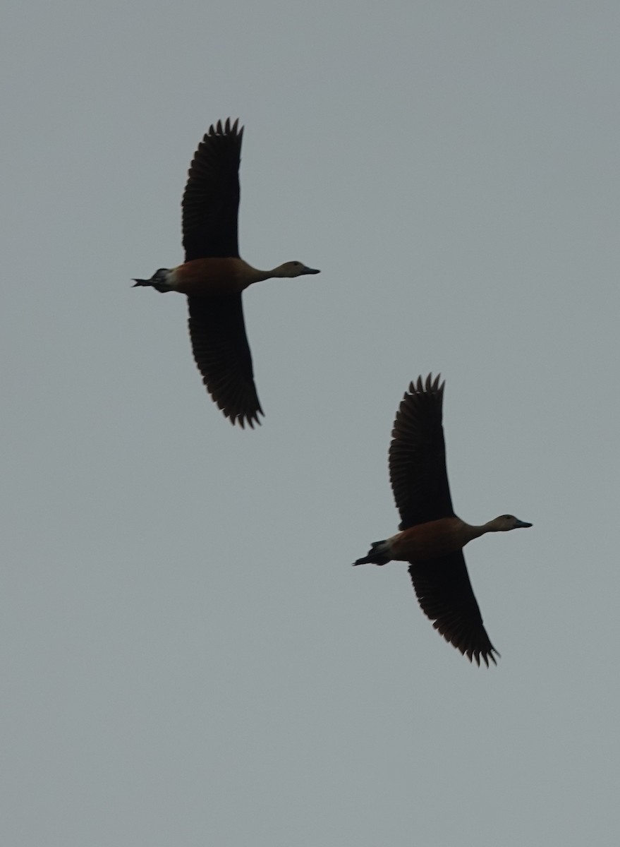 Lesser Whistling-Duck - ML620880036