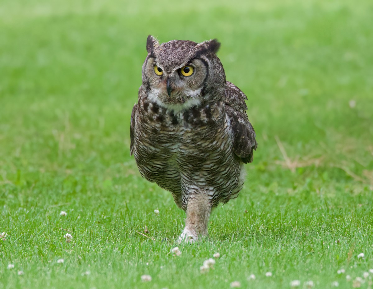 Great Horned Owl - ML620880040