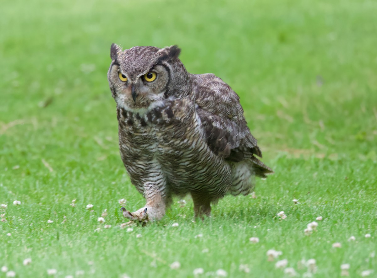 Great Horned Owl - ML620880041
