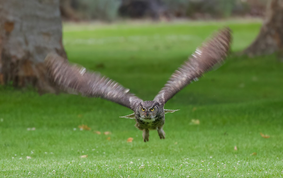 Great Horned Owl - ML620880043