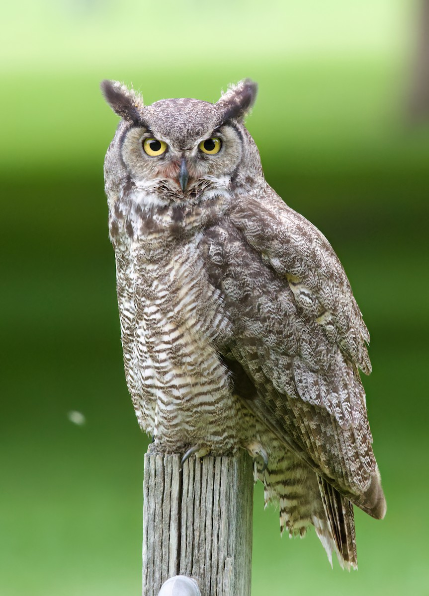 Great Horned Owl - ML620880044