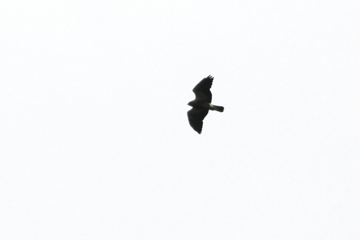 Broad-winged Hawk - ML620880052