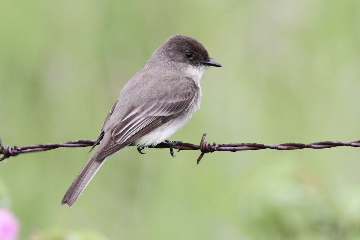 Eastern Phoebe - ML620880061