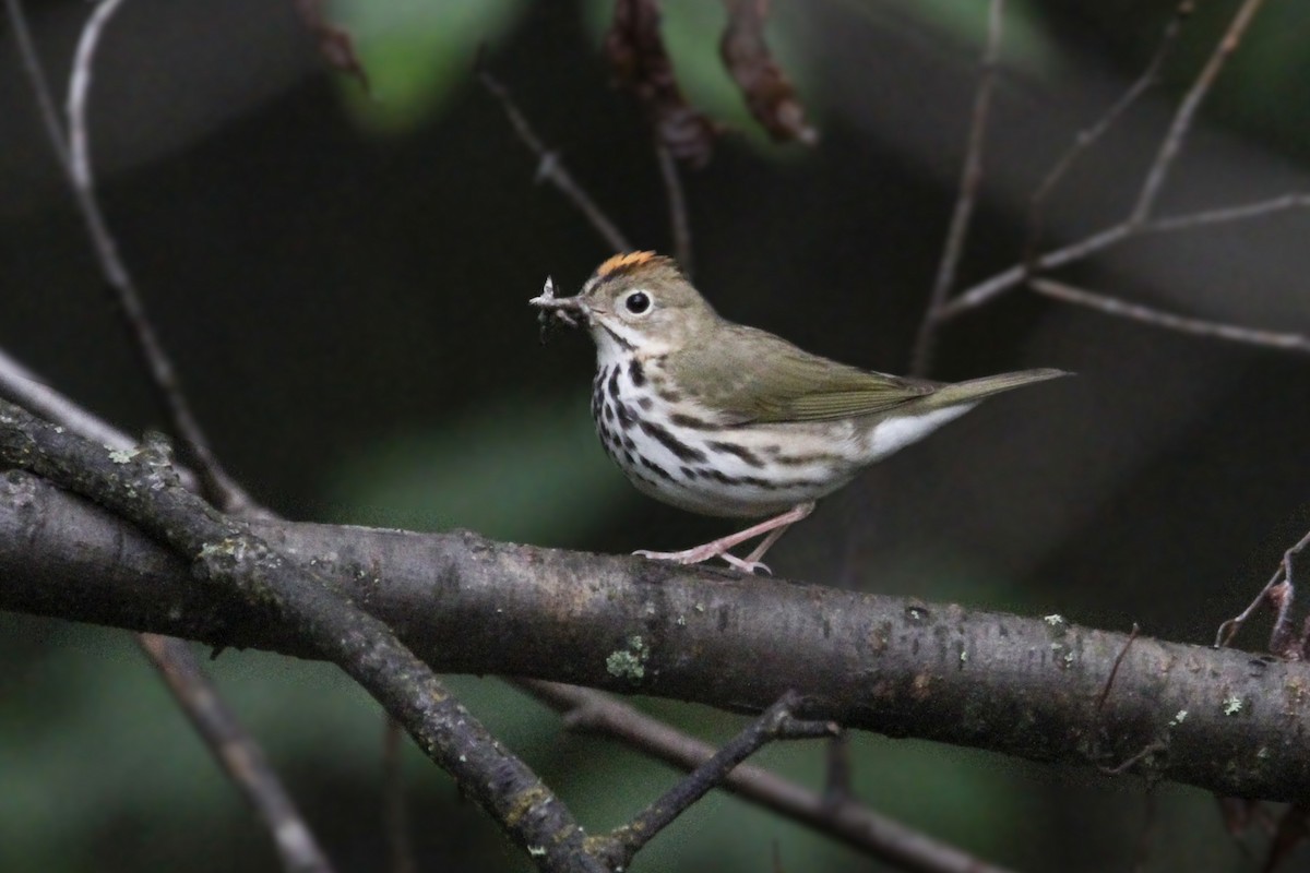 Ovenbird - ML620880062