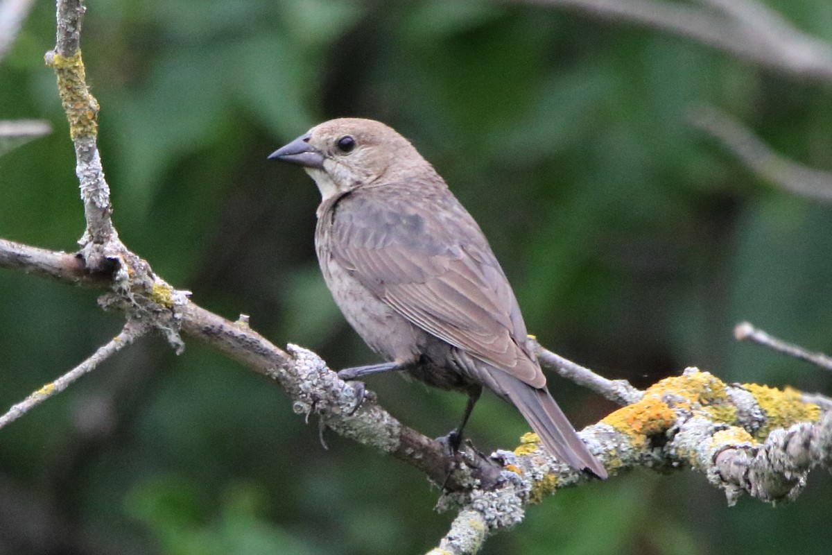 Brown-headed Cowbird - ML620880064