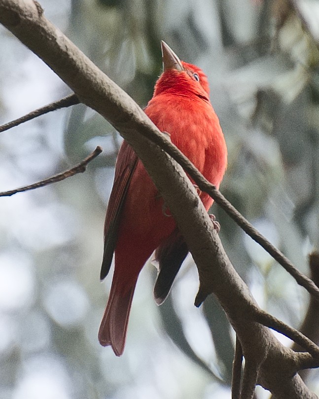 Summer Tanager - ML620880065