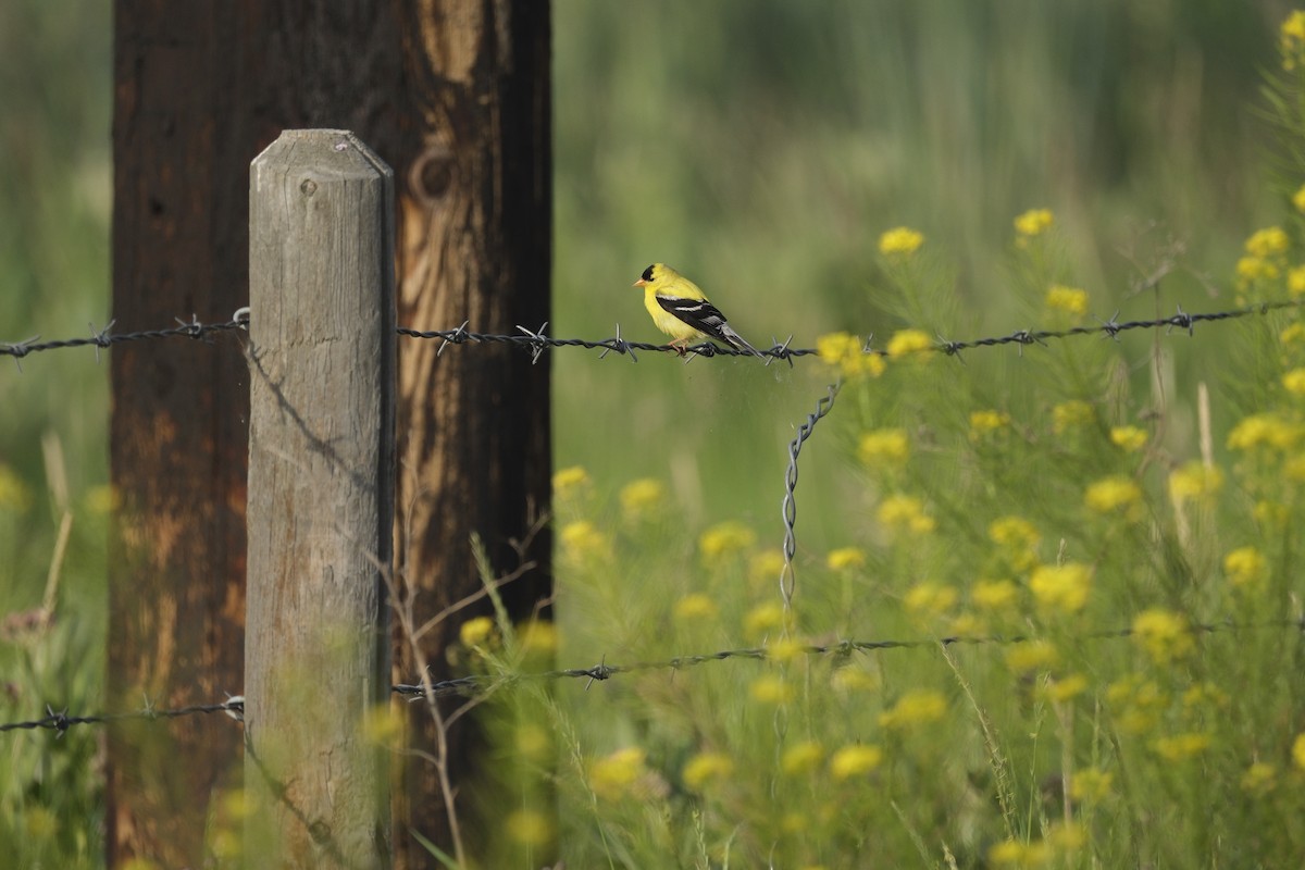 American Goldfinch - ML620880071