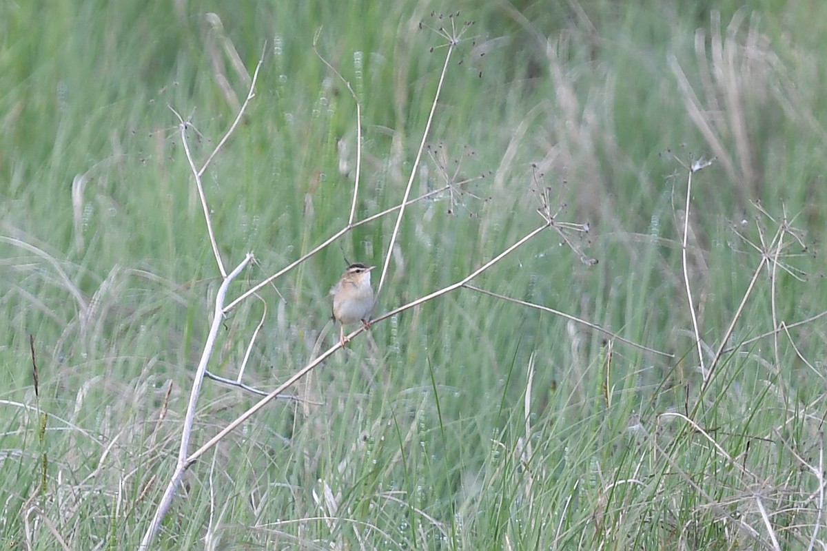 Pallas's Grasshopper Warbler - ML620880073