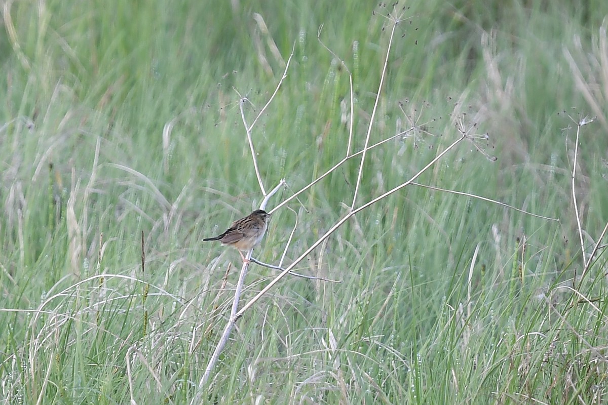 Pallas's Grasshopper Warbler - ML620880074