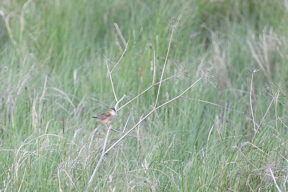 Pallas's Grasshopper Warbler - ML620880075