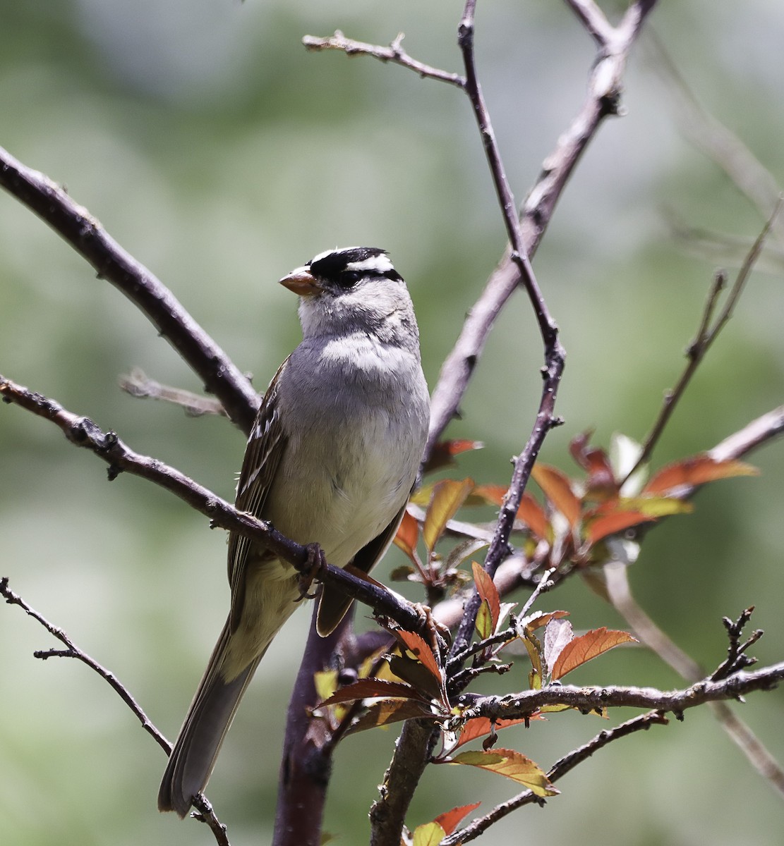 White-crowned Sparrow - ML620880078