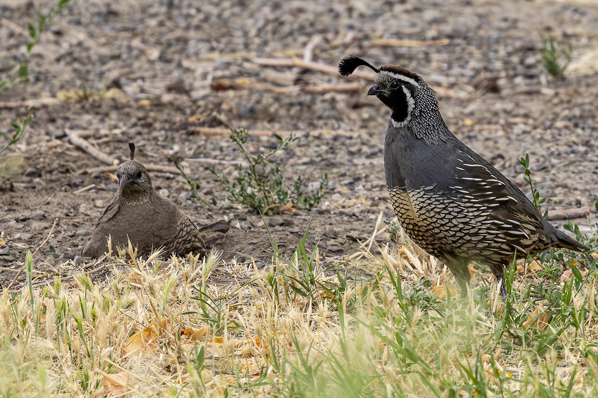 California Quail - ML620880082