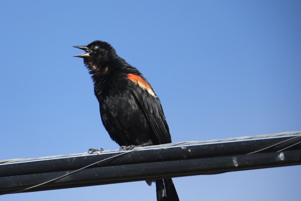 Red-winged Blackbird - ML620880083