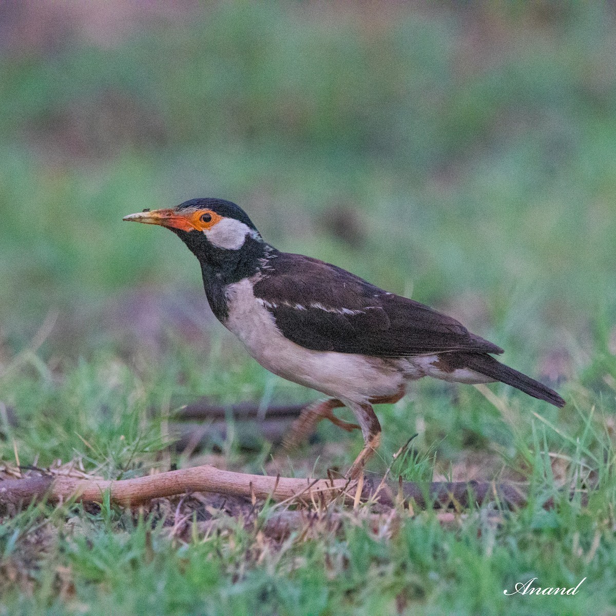 Indian Pied Starling - ML620880084